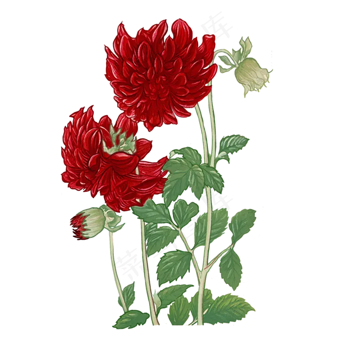 红芍药中国风牡丹工笔意境花鸟PNG,免抠元素