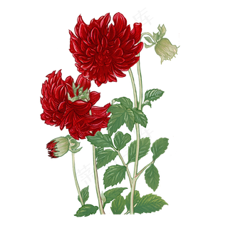 红芍药中国风牡丹工笔意境花鸟PNG,免抠元素