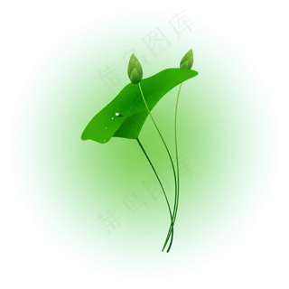 夏日荷花清新精美