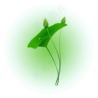 夏日荷花清新精美