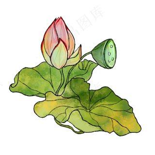 夏季绿色粉色荷花植物