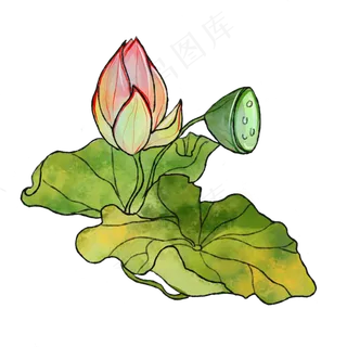 夏季绿色粉色荷花植物