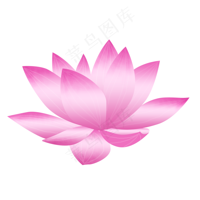 手绘卡通粉色荷花花瓣可商用元素(2000X2000(DPI:300))psd模版下载