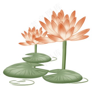 两朵漂亮的睡莲荷花