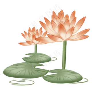 两朵漂亮的睡莲荷花