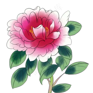 红色牡丹花 红色牡丹花