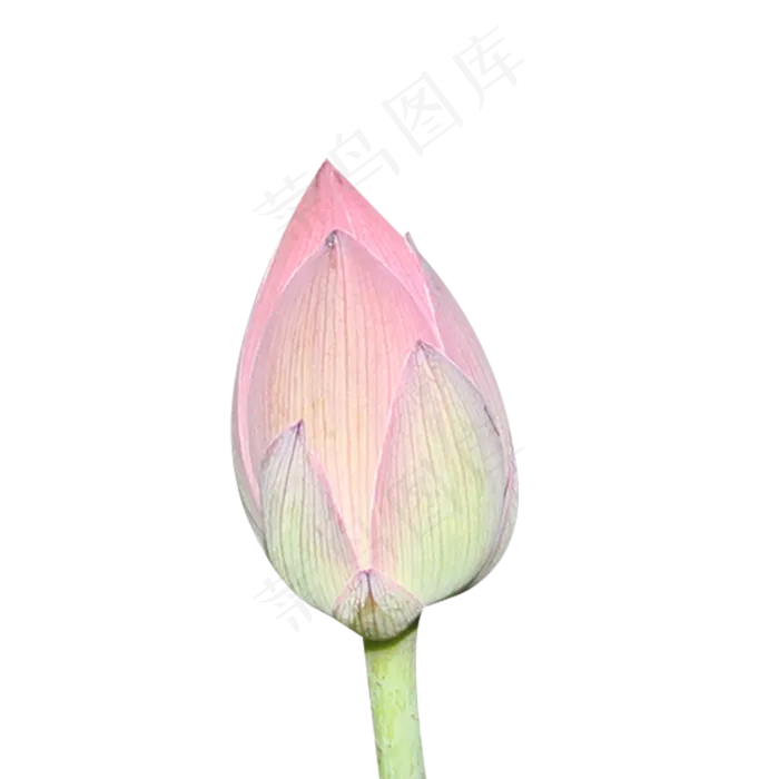 粉色荷花花苞(2000X2000(DPI:300))