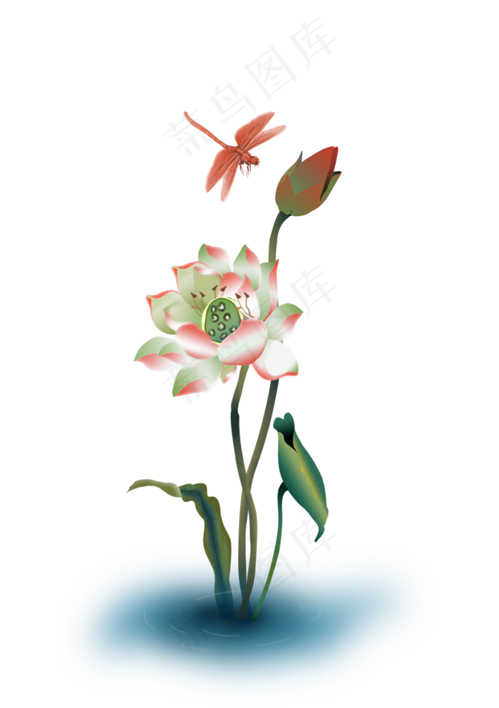 池塘里的荷花荷叶蜻蜓