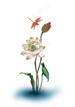 池塘里的荷花荷叶蜻蜓