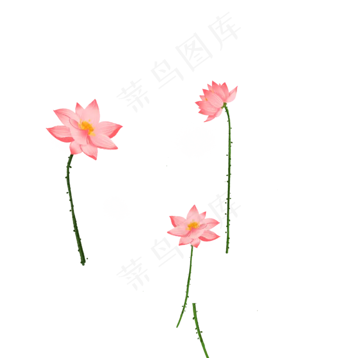 美丽的荷花(2000X2000(DPI:300))psd模版下载