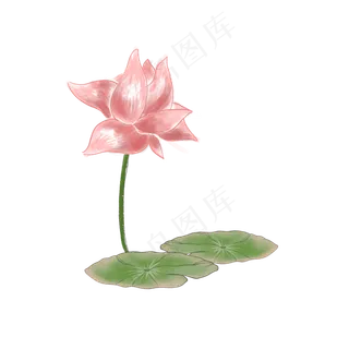 中国风莲蓬荷叶荷花 中国风莲蓬荷叶荷花