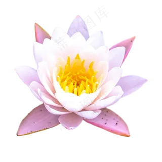 一朵盛开的荷花