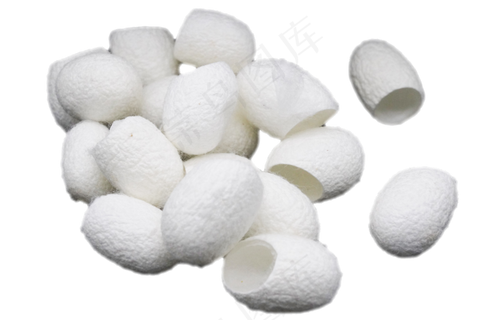 白色椭圆形蚕茧,免抠元素