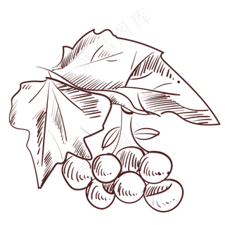 线描植物水果葡萄