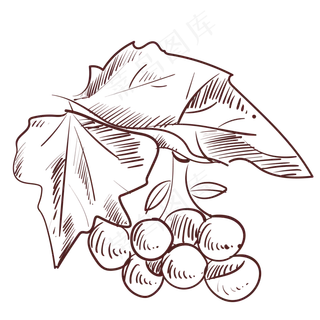 线描植物水果葡萄