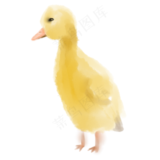 小小鸭子大暑商用元素