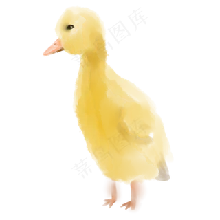 小小鸭子大暑商用元素