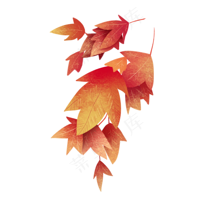 立秋手绘红枫叶图案,免抠元素