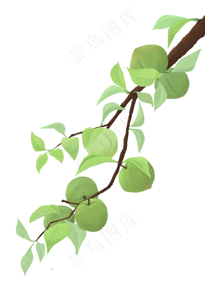节日芒种青梅树枝