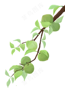 节日芒种青梅树枝