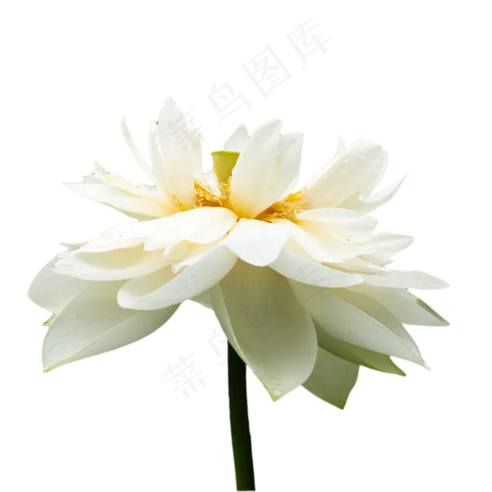 白色莲花(3000X3000)