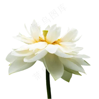 白色莲花 白色莲花