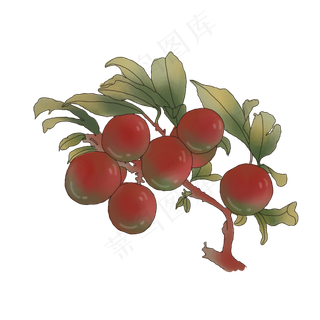 夏天水果红色李子