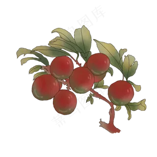夏天水果红色李子