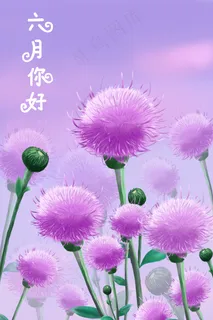 六月你好紫色蒲公英风景图 六月你好紫色蒲公英风景图