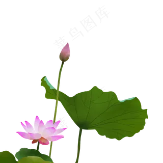 荷花节日免抠素材