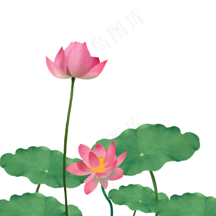 夏季植物荷花插画