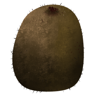 狐狸桃健康淡绿色