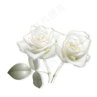白色玫瑰花朵