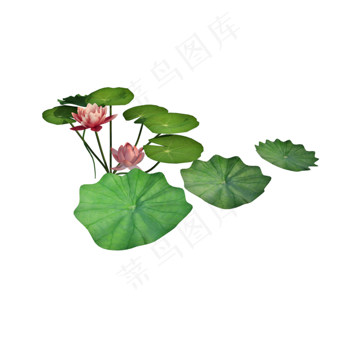 立体荷花荷叶png图(2000X2000(DPI:300))psd模版下载