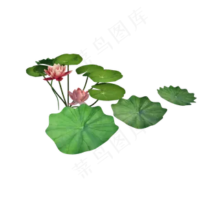 立体荷花荷叶png图