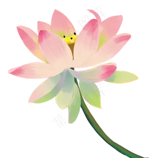 花卉立体粉色荷花