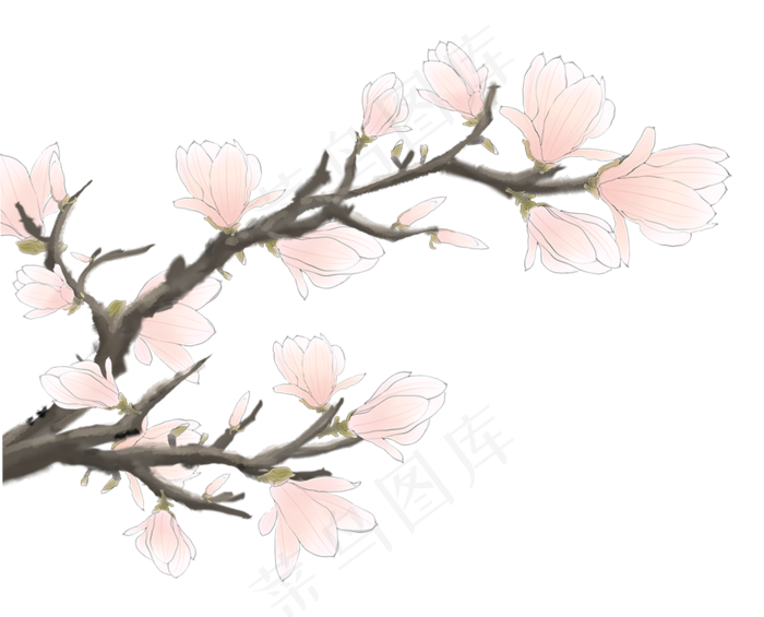 玉兰花粉色,免抠元素