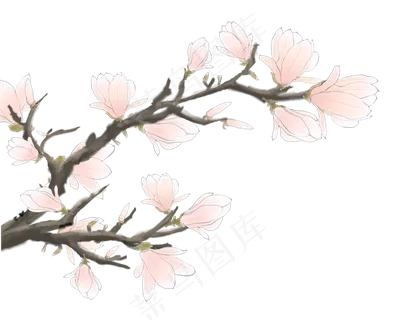 玉兰花粉色,免抠元素