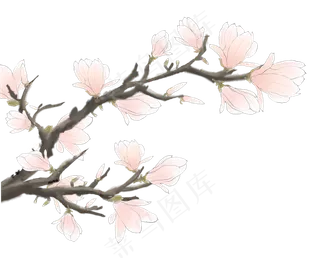 玉兰花粉色,免抠元素