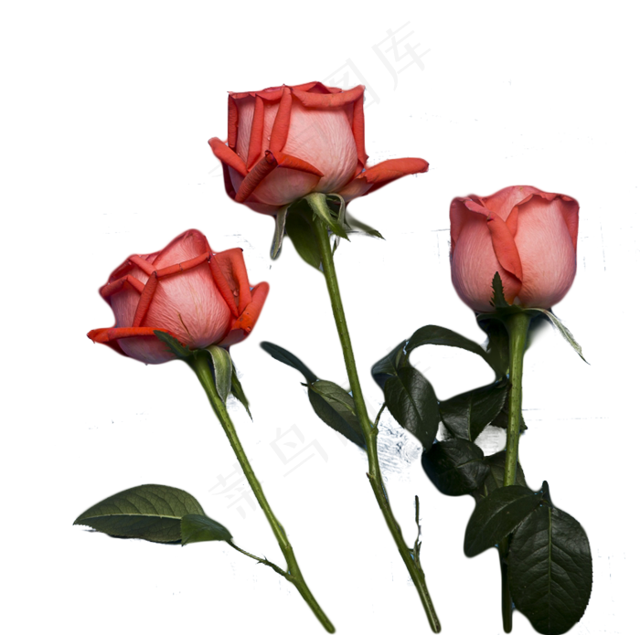 新鲜玫瑰花(832X826(DPI:300))psd模版下载