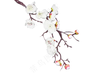 白色梅花花枝