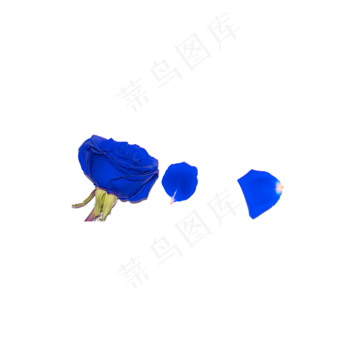 蓝色妖姬实物拍摄免抠(2000X2000(DPI:72))psd模版下载