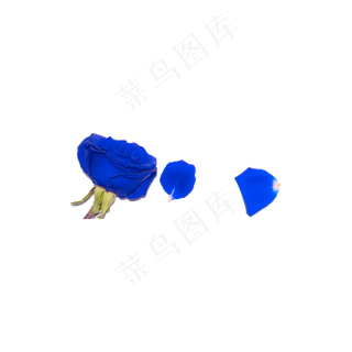 蓝色妖姬实物拍摄免抠