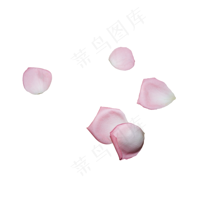 几片粉色玫瑰花瓣(2000X2000(DPI:300))