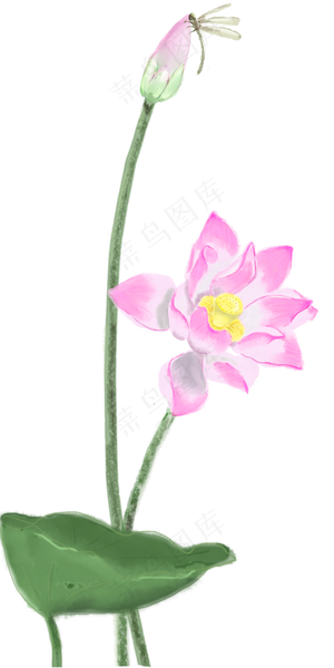 荷花荷叶花苞蜻蜓