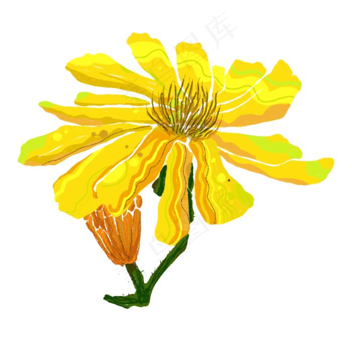 春天黄色菊花雏菊娇艳明媚PNG