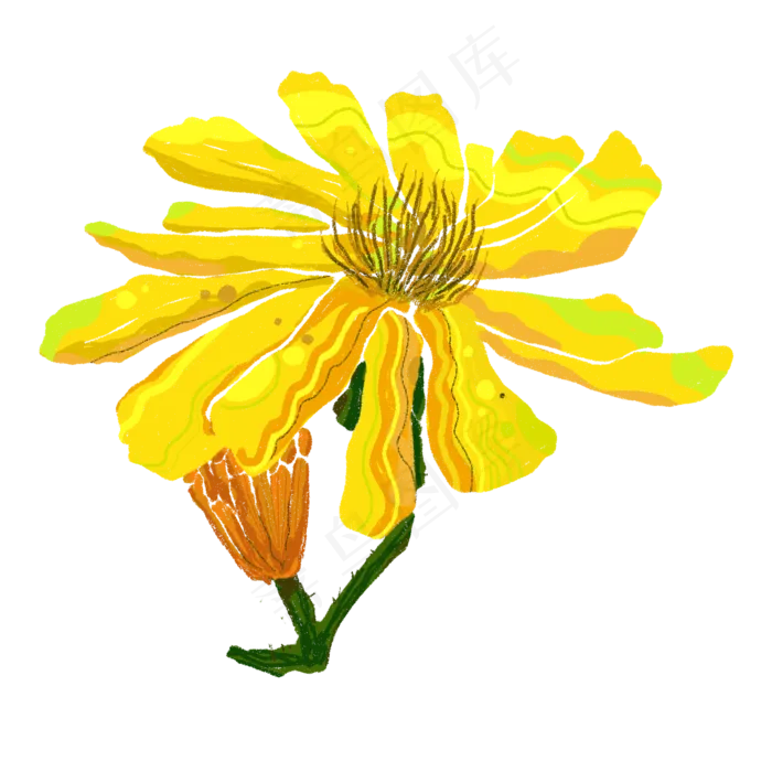 春天黄色菊花雏菊娇艳明媚PNG(2000X2000(DPI:300))psd模版下载
