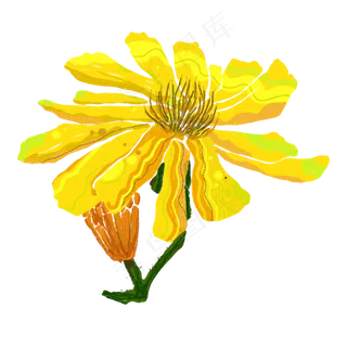 春天黄色菊花雏菊娇艳明媚PNG