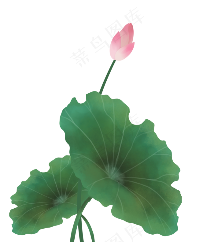 工笔荷花(1769X2000(DPI:300))psd模版下载
