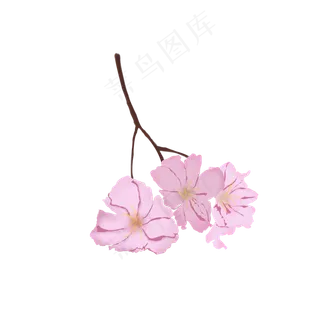 樱花花瓣树枝盛开